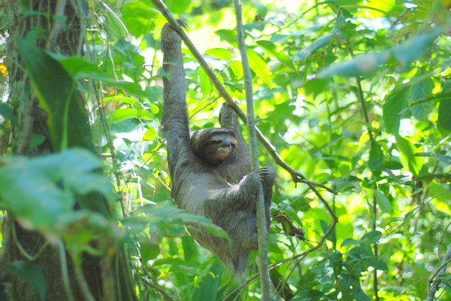 Three-Toed Sloth Photo